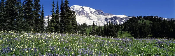 USA, Washington State, Mt Rainier NP. Summer wildflowers accent Mt Rainier in the