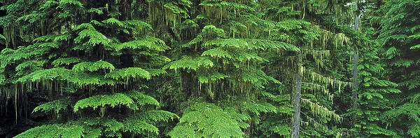 USA, Washington State, Mt Rainier NP. New growth appears as bright green in this