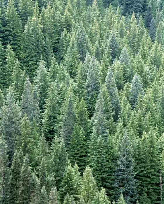 Framed Print : USA, Washington State, Mt Rainier NP. Dense conifer forest fills the Tatoosh Wilderness