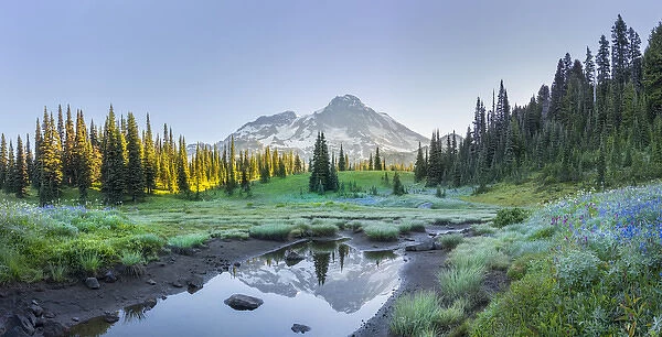 USA. Washington State. Mt. Rainier reflected in tarn amid wildflowers at Indian Henry s