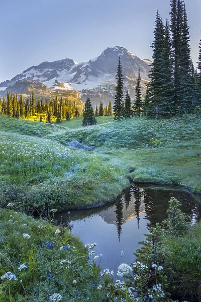 USA. Washington State. Mt. Rainier reflected in tarn amid wildflowers at Indian Henry s