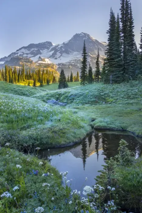 Framed Print : USA. Washington State. Mt. Rainier reflected in tarn amid wildflowers at Indian Henry s