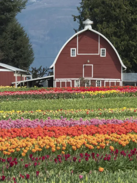 Framed Print : USA, Washington State, Mt. Vernon. Barn and fields with rows of tulips Framed Print : USA, Washington State, Mt. Vernon. Barn and fields with rows of tulips