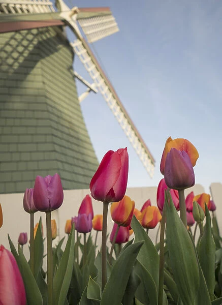 USA, Washington State, Mt. Vernon. Skagit Valley Tulip Festival. Tulips with windmill