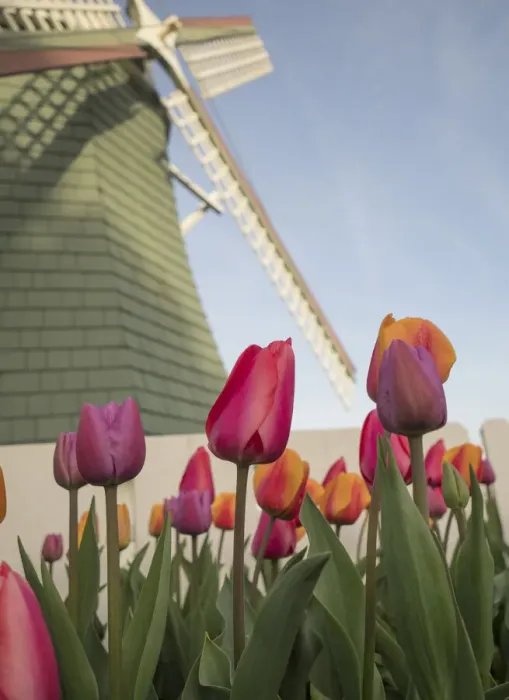Framed Print : USA, Washington State, Mt. Vernon. Skagit Valley Tulip Festival. Tulips with windmill Framed Print : USA, Washington State, Mt. Vernon. Skagit Valley Tulip Festival. Tulips with windmill