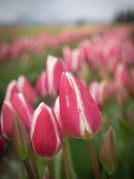 Usa, Washington State, Mt. Vernon. Rows of pink and white tulips in field of farm, Skagit Valley Tulip Festival