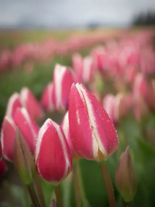 Framed Print : Usa, Washington State, Mt. Vernon. Rows of pink and white tulips in field of farm, Skagit Valley Tulip Festival