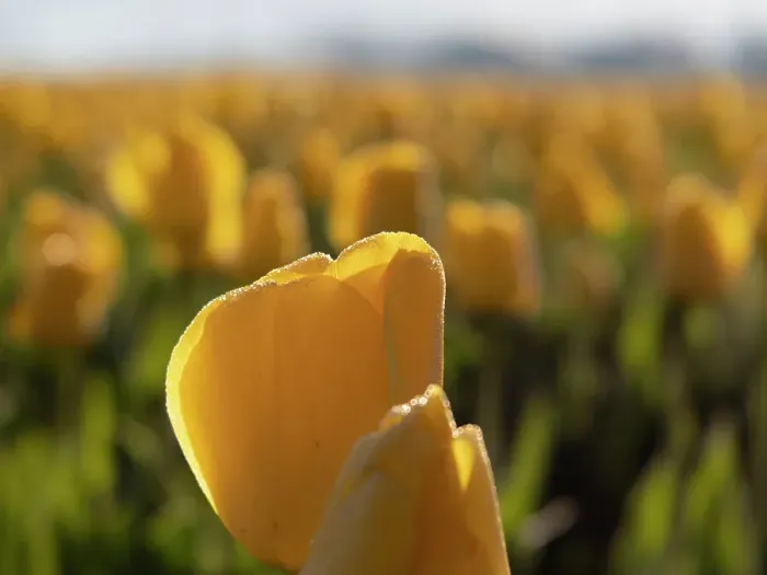 Framed Print : Usa, Washington State, Mt. Vernon. Rows of backlit yellow tulips glowing at sunset, Skagit Valley Tulip Festival Framed Print : Usa, Washington State, Mt. Vernon. Rows of backlit yellow tulips glowing at sunset, Skagit Valley Tulip Festival