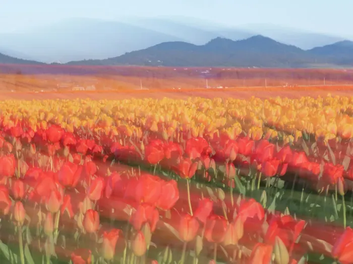 Framed Print : Usa, Washington State, Mt. Vernon. Rows of tulips at farm with mountains in distance. Skagit Valley Tulip festival Framed Print : Usa, Washington State, Mt. Vernon. Rows of tulips at farm with mountains in distance. Skagit Valley Tulip festival