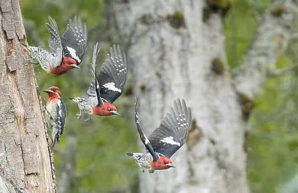 USA, Washington State. Multiple images of a Red-breasted Sapsucker (Sphyrapicus ruber)