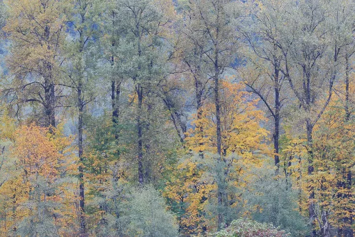 Framed Print : USA, Washington State. Near Preston fall colored trees Framed Print : USA, Washington State. Near Preston fall colored trees