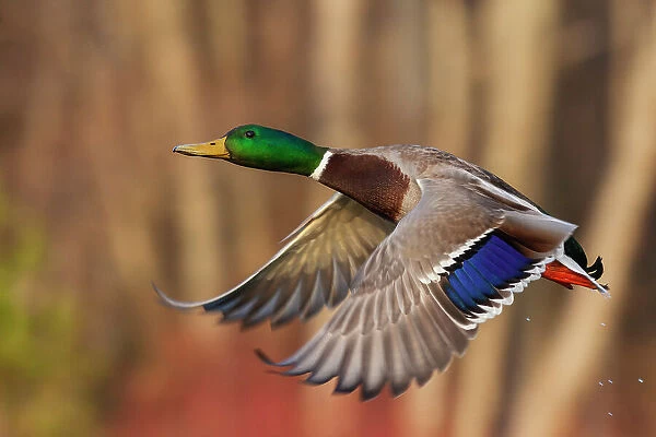 USA, Washington State. Nisqually National Wildlife Refuge, mallard drake flying