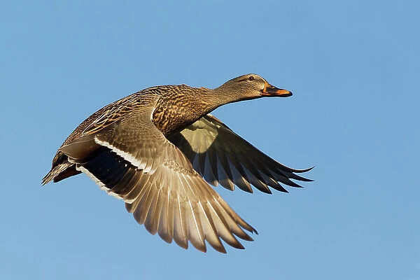 USA, Washington State. Nisqually National Wildlife Refuge, mallard hen in flight