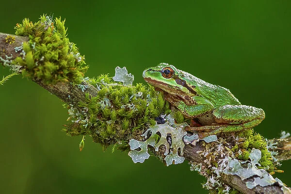USA, Washington State. Nisqually National Wildlife Refuge, Pacific tree frog