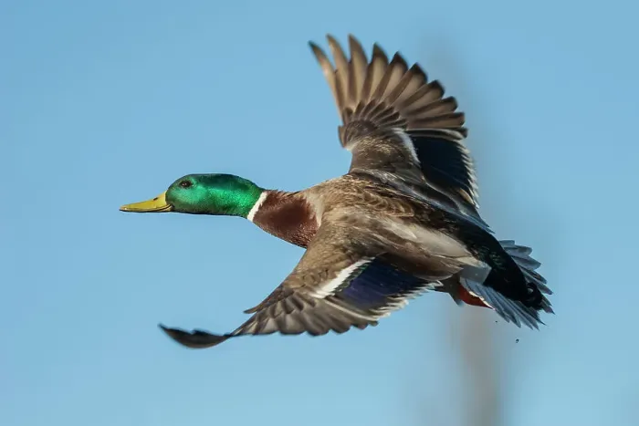 Framed Print : USA, Washington State. Nisqually National Wildlife Refuge, mallard drake flying