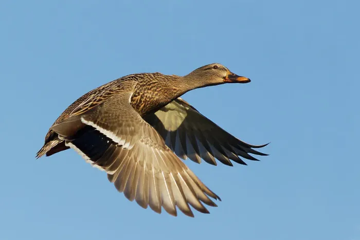 Framed Print : USA, Washington State. Nisqually National Wildlife Refuge, mallard hen in flight Framed Print : USA, Washington State. Nisqually National Wildlife Refuge, mallard hen in flight