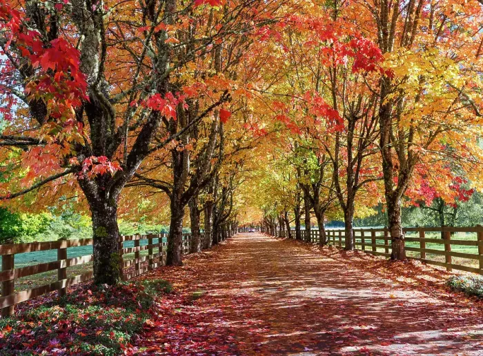 Framed Print : USA, Washington State, North Bend. Fall color on maple tree lined driveway