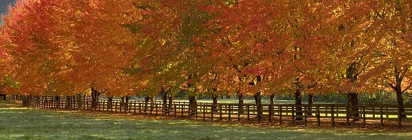 USA, Washington State, North Bend fence and tree lined driveway in fall colors