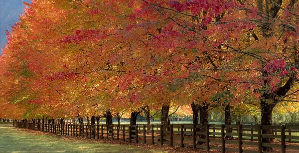 USA, Washington State, North Bend fence and tree lined driveway in fall colors