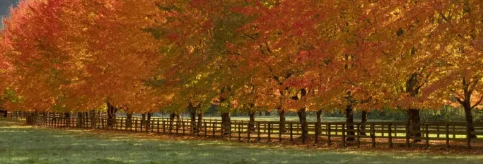 Framed Print : USA, Washington State, North Bend fence and tree lined driveway in fall colors Framed Print : USA, Washington State, North Bend fence and tree lined driveway in fall colors