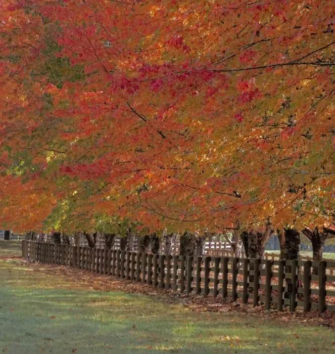 Framed Print : USA, Washington State, North Bend fence and tree lined driveway in fall colors Framed Print : USA, Washington State, North Bend fence and tree lined driveway in fall colors