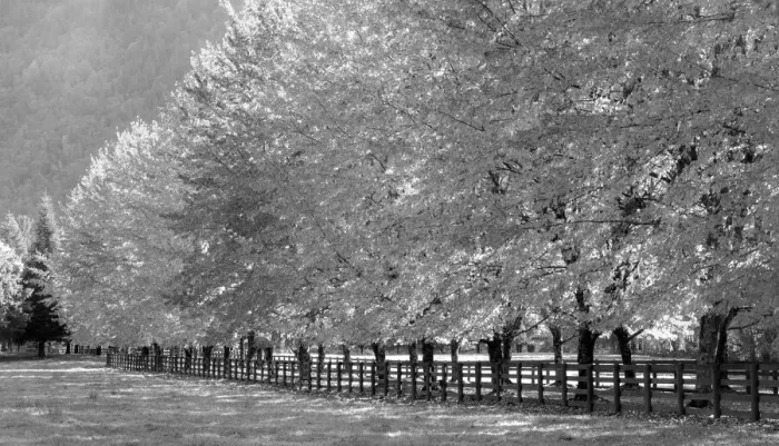 Framed Print : USA, Washington State, North Bend fence and tree lined driveway in fall colors Framed Print : USA, Washington State, North Bend fence and tree lined driveway in fall colors
