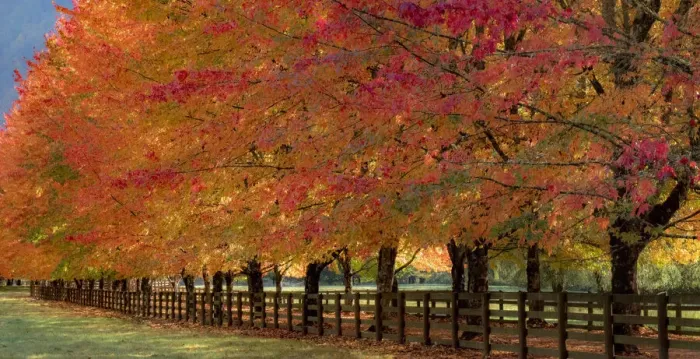 Framed Print : USA, Washington State, North Bend fence and tree lined driveway in fall colors Framed Print : USA, Washington State, North Bend fence and tree lined driveway in fall colors