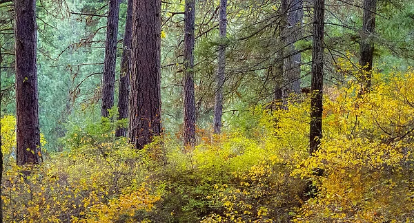 USA, Washington State, off Highway 97 Ponderosa Pine with Golden Carpet below