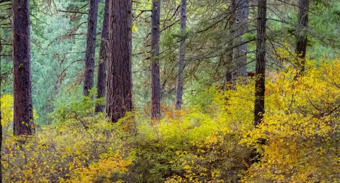Framed Print : USA, Washington State, off Highway 97 Ponderosa Pine with Golden Carpet below Framed Print : USA, Washington State, off Highway 97 Ponderosa Pine with Golden Carpet below