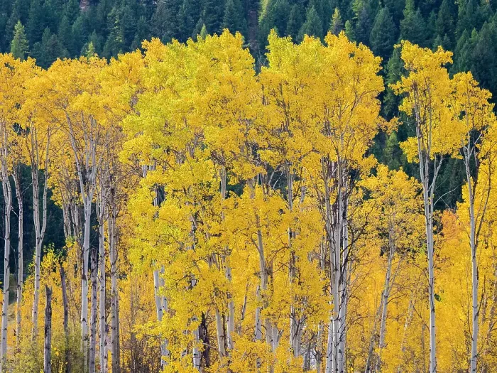 Framed Print : USA, Washington State, Okanogan County. Aspen trees in the fall