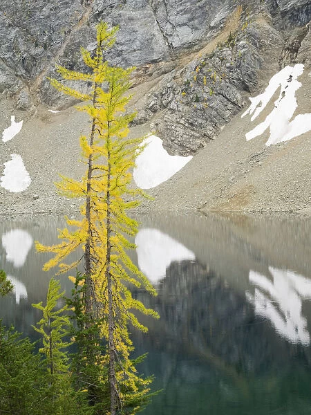 USA, Washington State. Okanogan-Wenatchee National Forest, Larch trees, at Blue Lake
