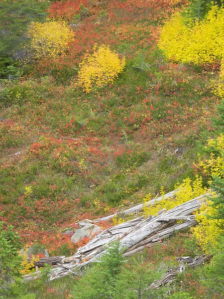 USA, Washington State. Okanogan-Wenatchee National Forest, Old tree and huckleberry