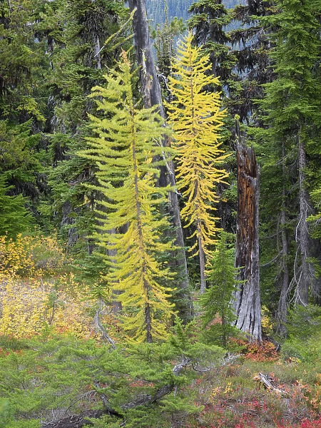 USA, Washington State. Okanogan-Wenatchee National Forest, Colorful young Larch trees