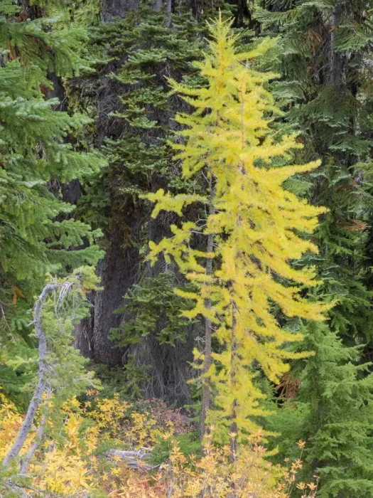 Framed Print : USA, Washington State. Okanogan-Wenatchee National Forest, Colorful young Larch trees Framed Print : USA, Washington State. Okanogan-Wenatchee National Forest, Colorful young Larch trees