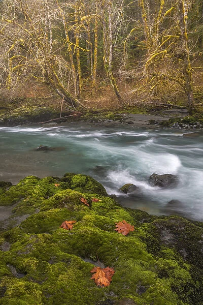 USA, Washington State, Olympic National Forest. Bigleaf maple leaves on moss-covered river bank