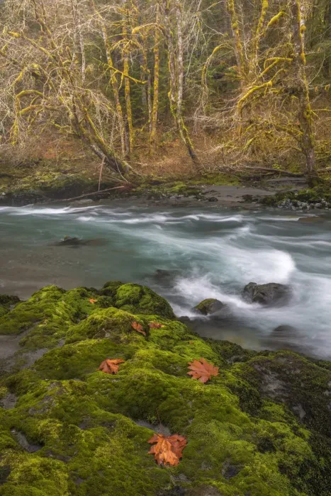 Framed Print : USA, Washington State, Olympic National Forest. Bigleaf maple leaves on moss-covered river bank Framed Print : USA, Washington State, Olympic National Forest. Bigleaf maple leaves on moss-covered river bank