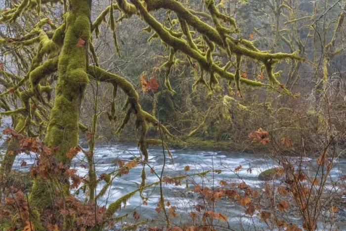 Framed Print : USA, Washington State, Olympic National Forest. River and moss-covered trees. Credit as Framed Print : USA, Washington State, Olympic National Forest. River and moss-covered trees. Credit as