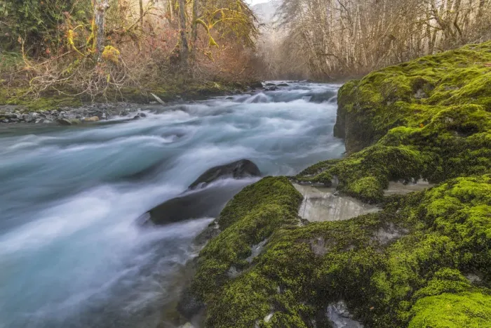 Framed Print : USA, Washington State, Olympic National Forest. Moss-covered river bank. Credit as Framed Print : USA, Washington State, Olympic National Forest. Moss-covered river bank. Credit as