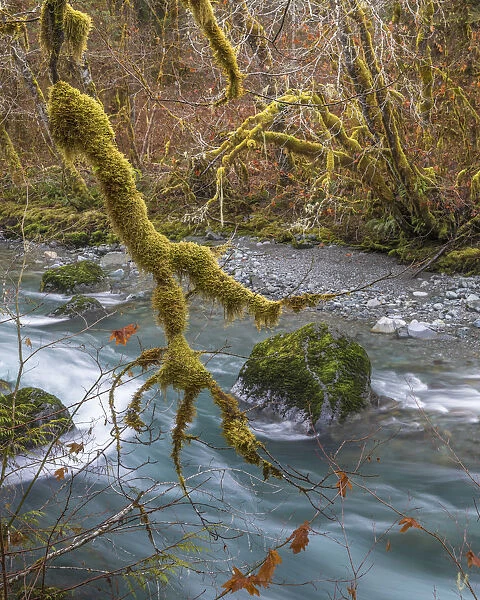 USA, Washington State, Olympic National Forest. River and moss-covered trees. Credit as