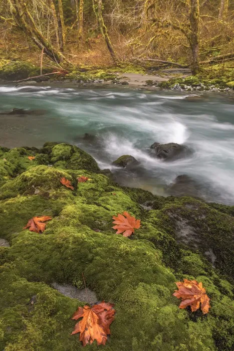 Framed Print : USA, Washington State, Olympic National Forest. Bigleaf maple leaves on moss-covered river bank Framed Print : USA, Washington State, Olympic National Forest. Bigleaf maple leaves on moss-covered river bank