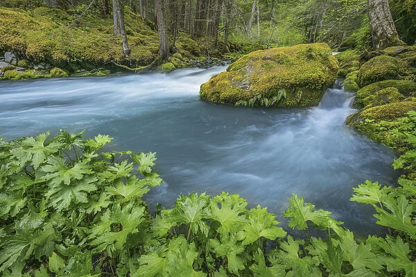 USA, Washington State, Olympic National Forest. Royal Creek landscape. Credit as