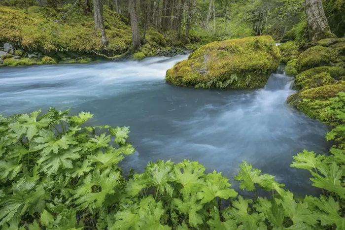 Framed Print : USA, Washington State, Olympic National Forest. Royal Creek landscape. Credit as Framed Print : USA, Washington State, Olympic National Forest. Royal Creek landscape. Credit as