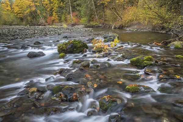 USA, Washington State, Olympic National Forest. Fall forest colors and Hamma Hamma River