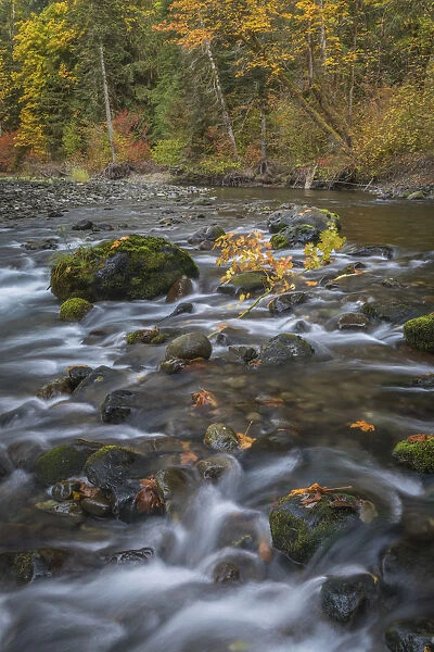 USA, Washington State, Olympic National Forest. Fall forest colors and river. Credit as