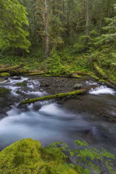 Framed Print : USA, Washington State, Olympic National Forest. Big Quilcene River rapids. Credit as Framed Print : USA, Washington State, Olympic National Forest. Big Quilcene River rapids. Credit as