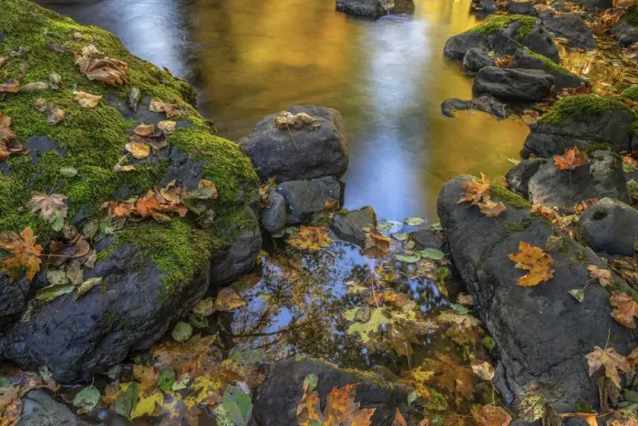 Framed Print : USA, Washington State, Olympic National Forest. Reflections of autumn in Rocky Creek