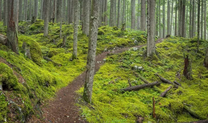 Framed Print : USA, Washington State, Olympic National Forest. Panoramic of Lower Dungeness Trail in Framed Print : USA, Washington State, Olympic National Forest. Panoramic of Lower Dungeness Trail in