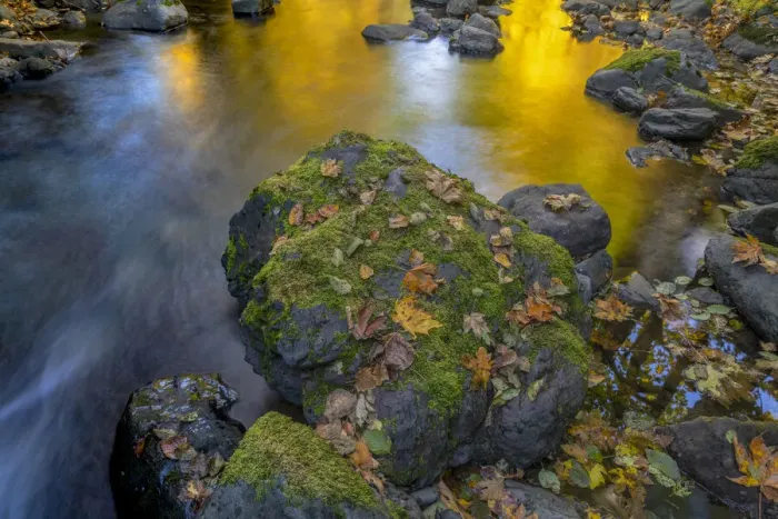 Framed Print : USA, Washington State, Olympic National Forest. Reflections of autumn in Rocky Creek Framed Print : USA, Washington State, Olympic National Forest. Reflections of autumn in Rocky Creek