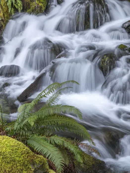 Framed Print : USA, Washington State, Olympic National Forest. Sword fern and cascading stream