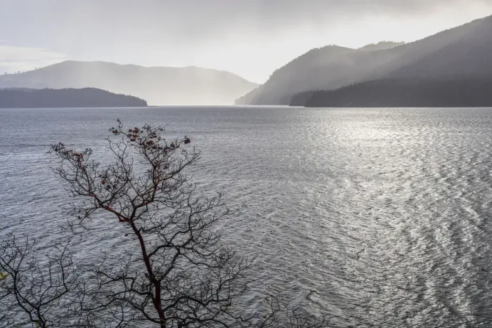Framed Print : USA, Washington State, Olympic National Forest. Madrone tree silhouetted against Lake Cushman in winter